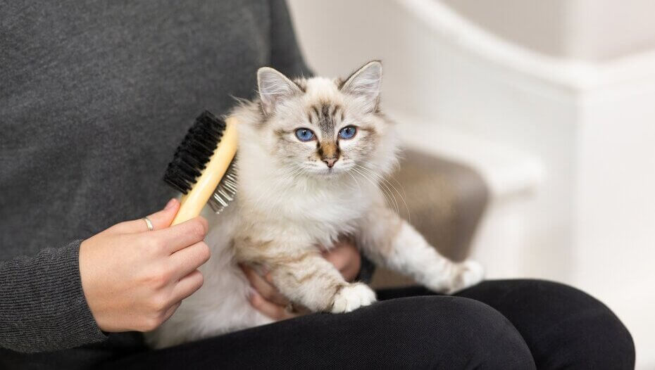 How to Groom a Kitten Purina